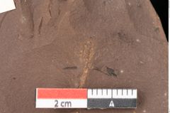 Foto (Detailsansicht) von Plantae indet. (NHMW-GEO-2024-0188-0811a)